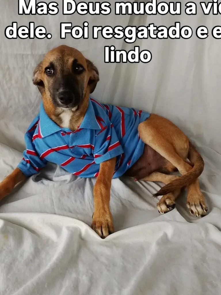 Samuel, cachorro de porte pequeno para adoção em Salvador - BA — foto 3 de 3