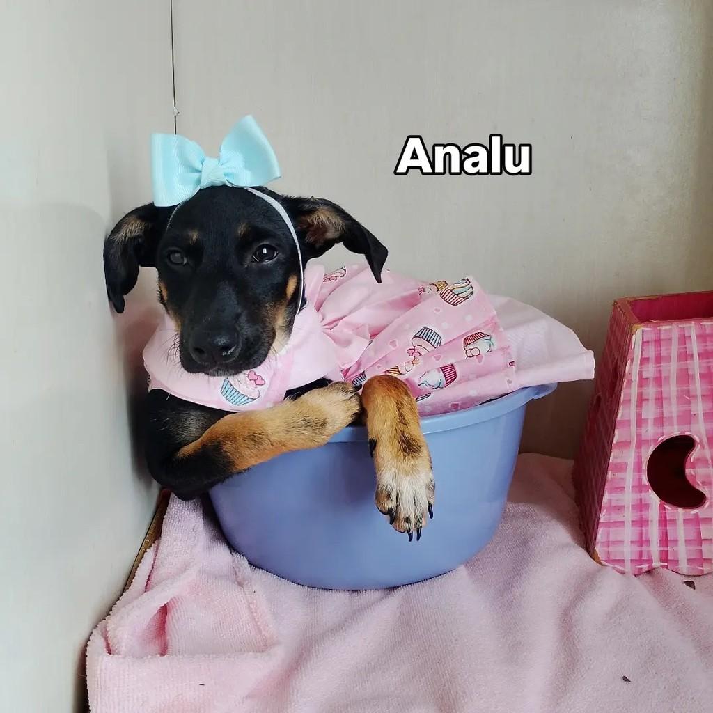 Analu, cadela de porte pequeno para adoção em Salvador - BA