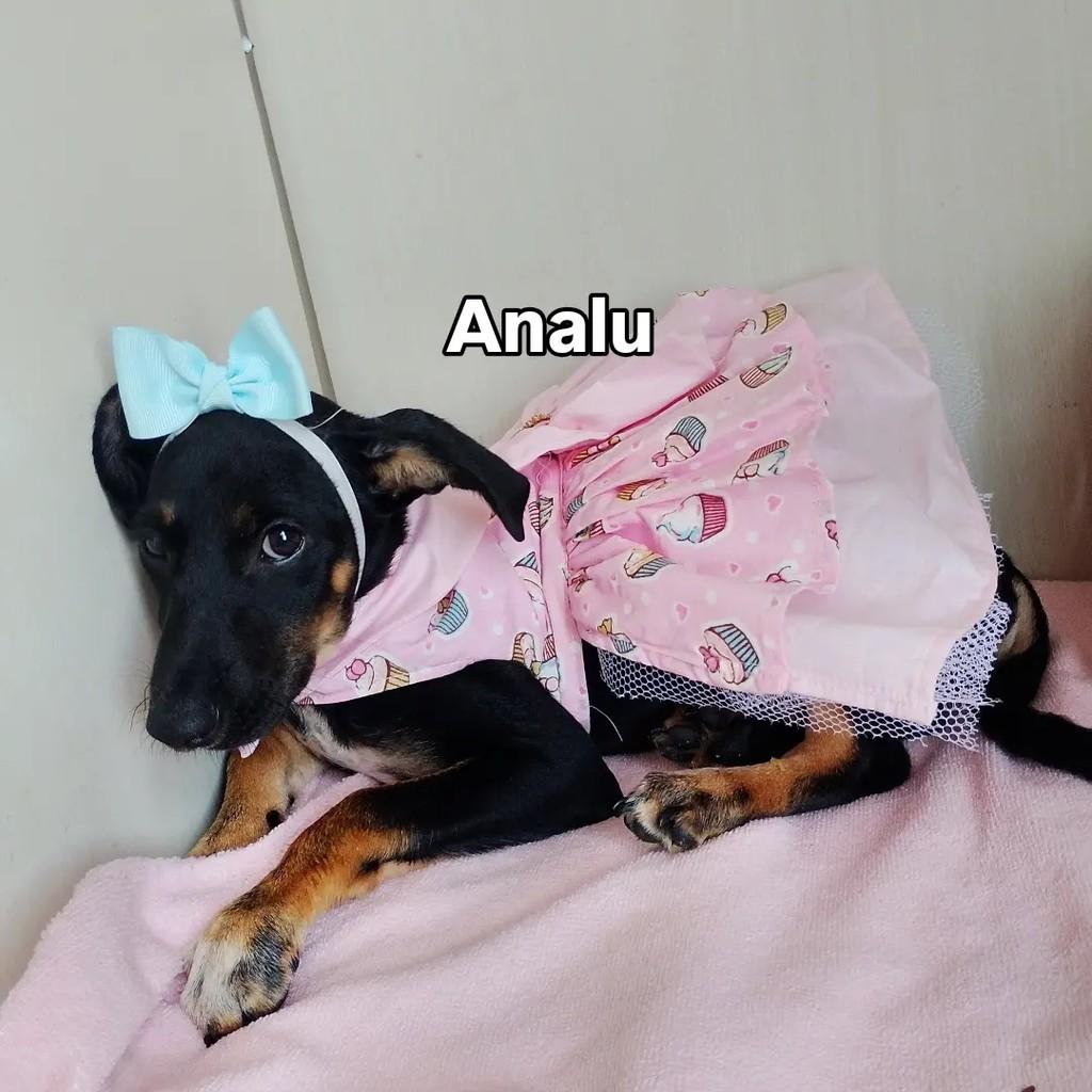 Analu, cadela de porte pequeno para adoção em Salvador - BA — foto 2 de 15