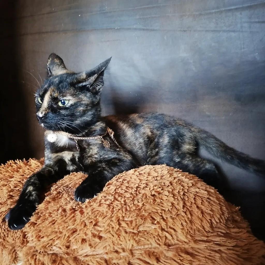 Irys, gata de porte médio para adoção em Salvador - BA