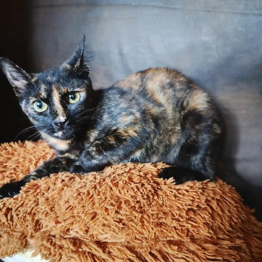 Irys, gata de porte médio para adoção em Salvador - BA — foto 2 de 7