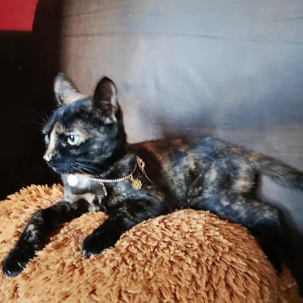 Irys, gata de porte médio para adoção em Salvador - BA — foto 3 de 7