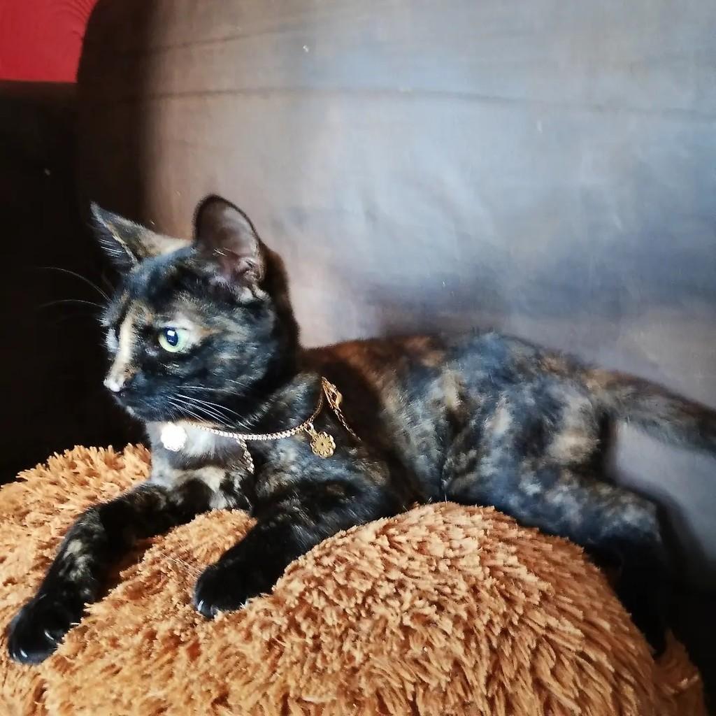 Irys, gata de porte médio para adoção em Salvador - BA — foto 4 de 7