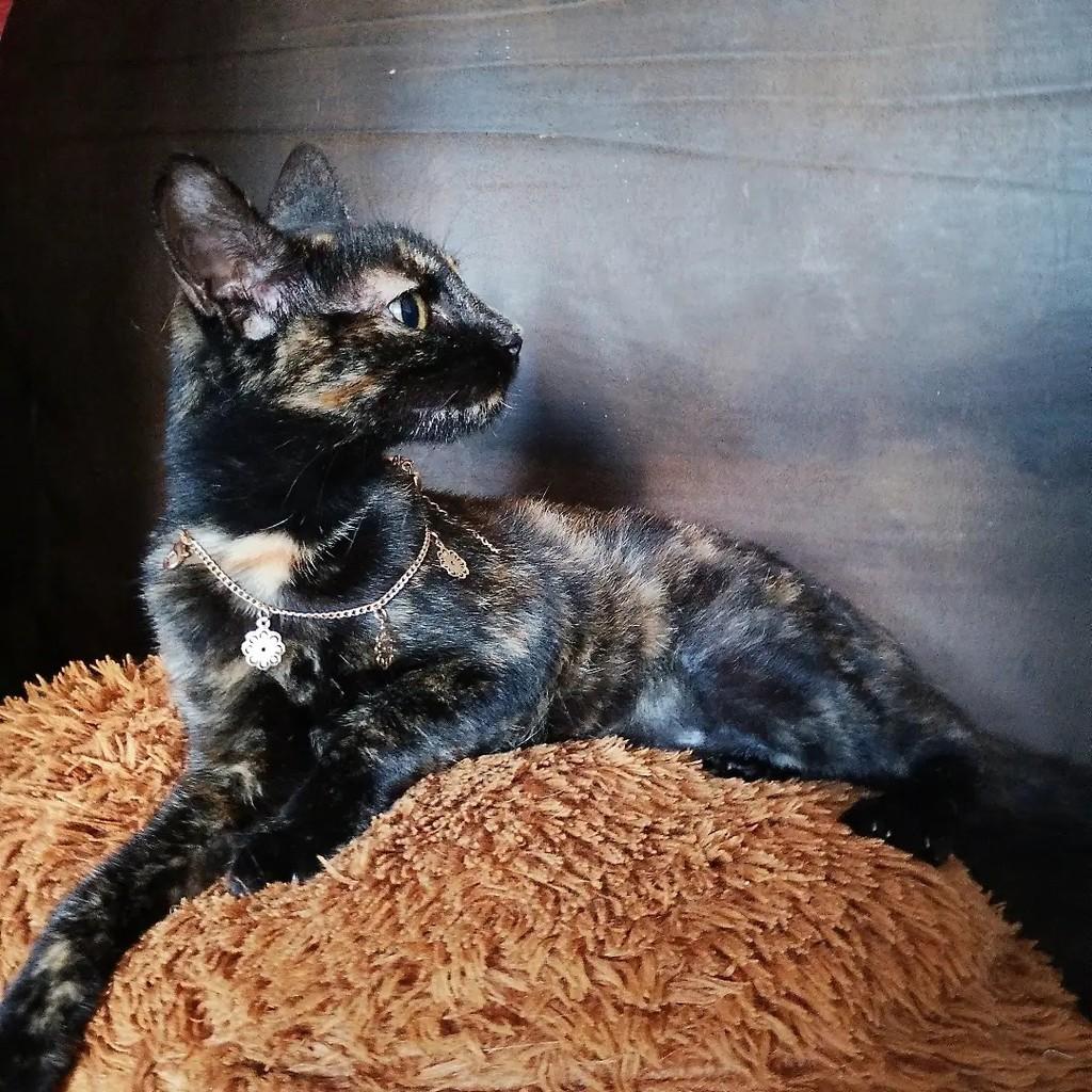 Irys, gata de porte médio para adoção em Salvador - BA — foto 5 de 7