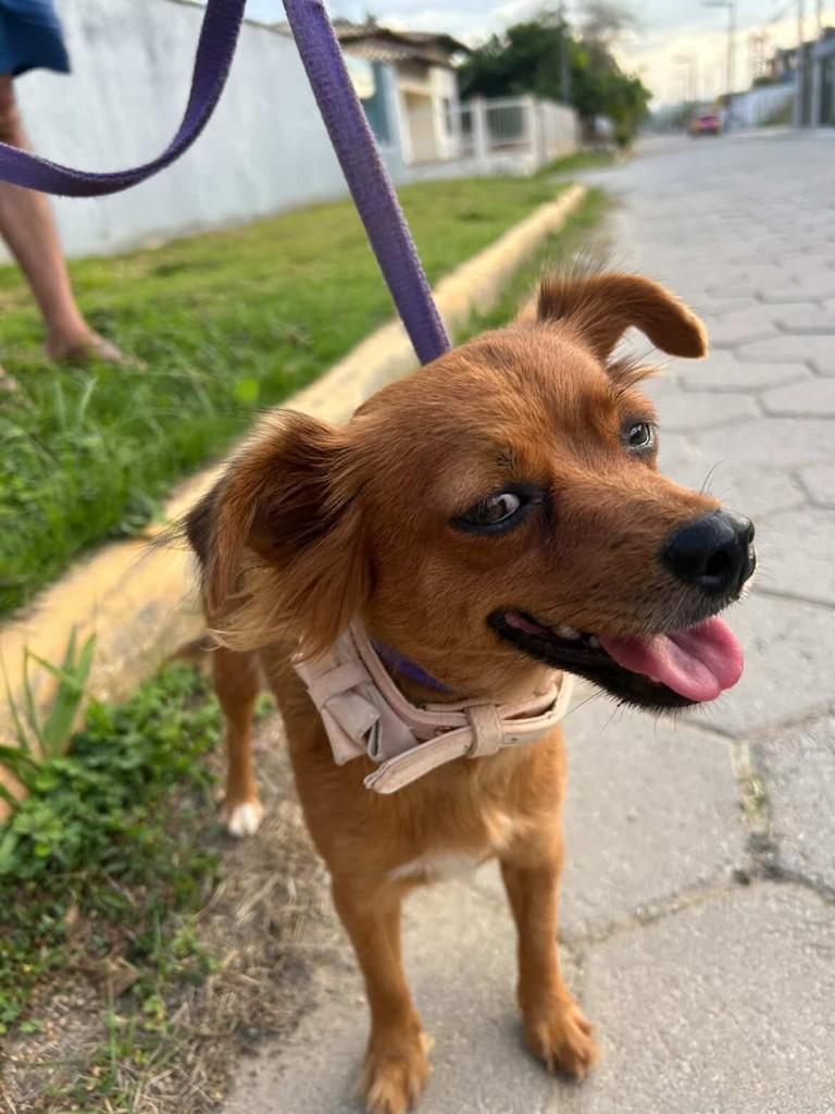 Cachorrinha, cadela de porte pequeno para adoção em Balneário Piçarras - SC