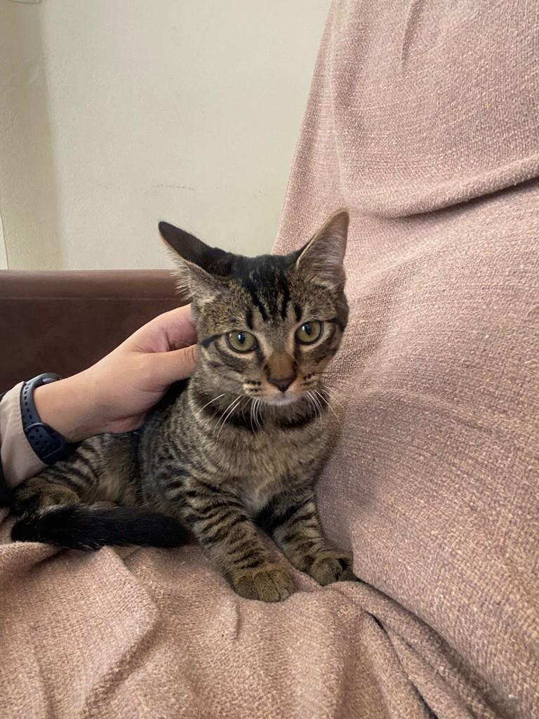 Lindinha, gata de porte pequeno para adoção em Balneário Piçarras - SC
