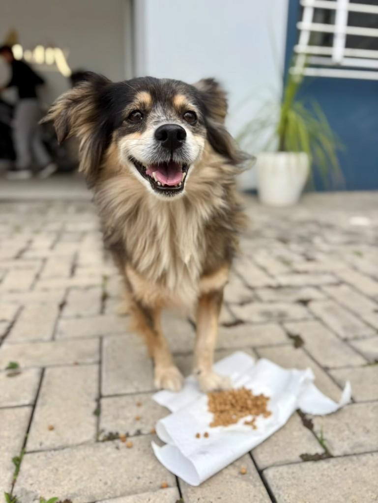 Cachorra, cadela de porte médio para adoção em Barra Velha - SC
