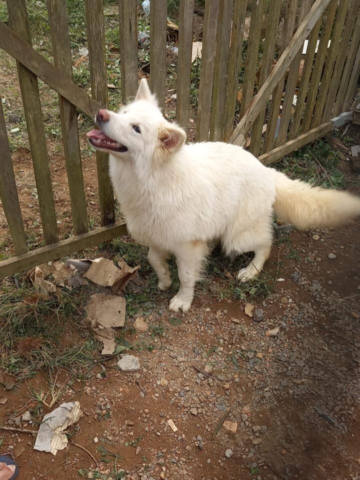Samoieda, cachorro de porte grande para adoção em Balneário Piçarras - SC