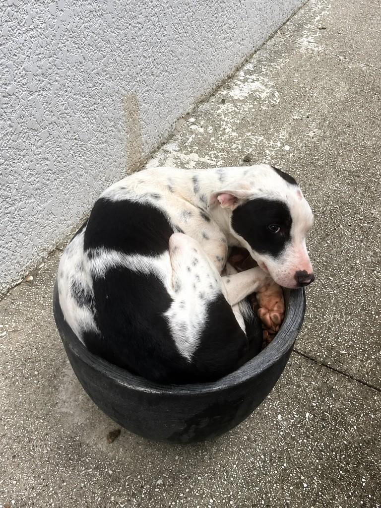 Frida, cadela de porte pequeno para adoção em Balneário Piçarras - SC
