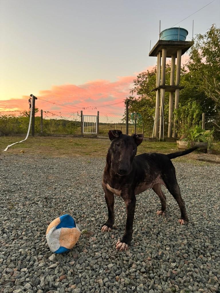 Bull Terrier, cachorro de porte médio para adoção em Balneário Piçarras - SC