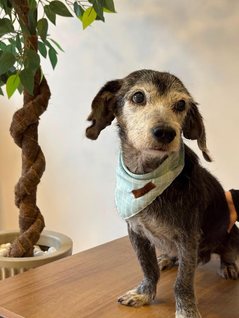 Nelson, cachorro de porte pequeno para adoção em Balneário Piçarras - SC