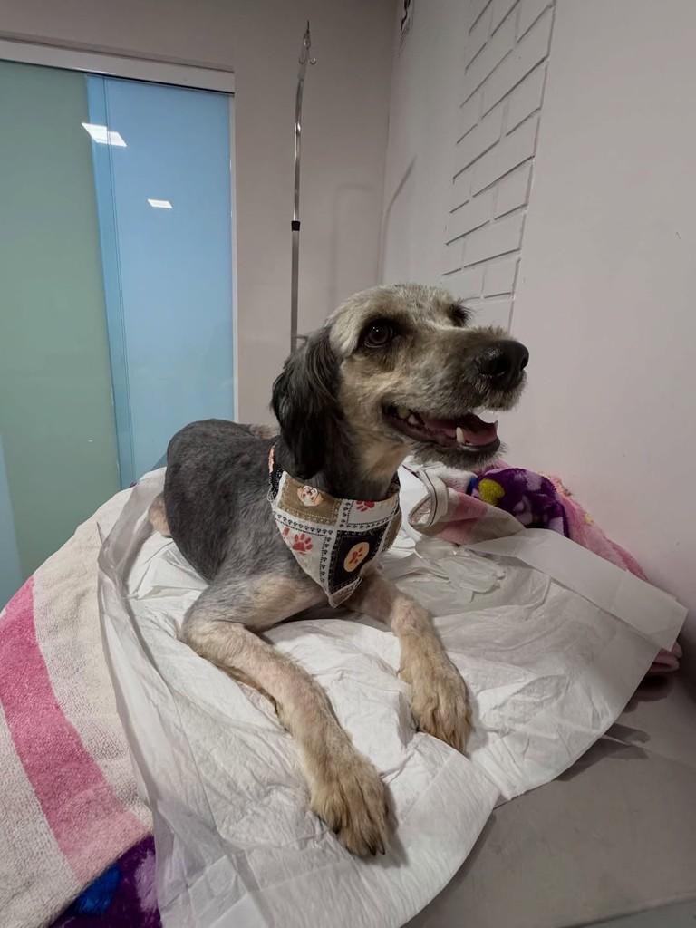 Charlene, cadela de porte médio para adoção em Balneário Piçarras - SC