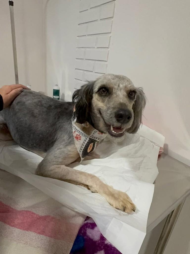 Charlene, cadela de porte médio para adoção em Balneário Piçarras - SC — foto 2 de 3