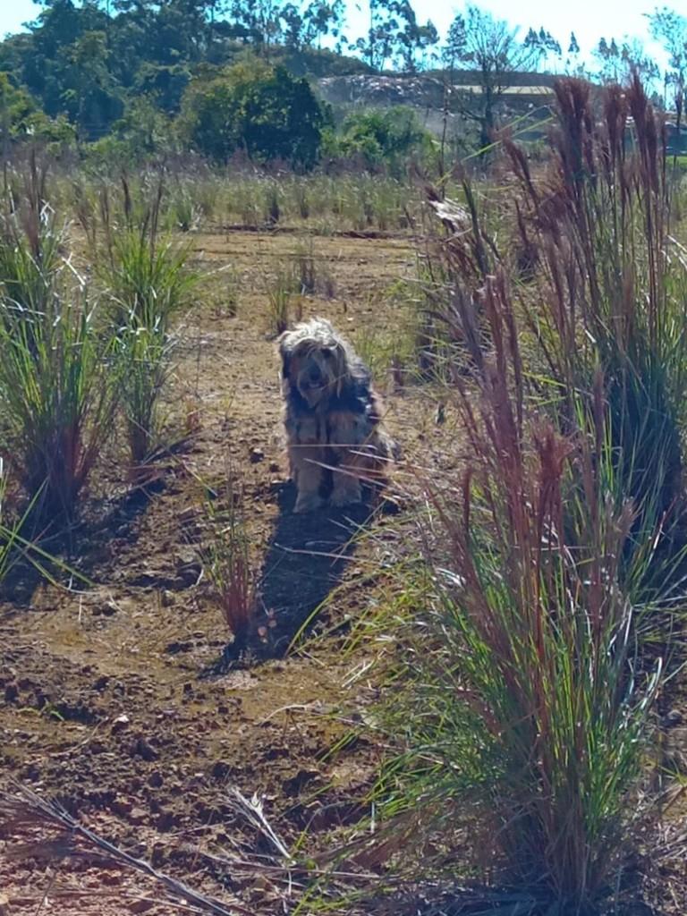 Charlene, cadela de porte médio para adoção em Balneário Piçarras - SC — foto 3 de 3