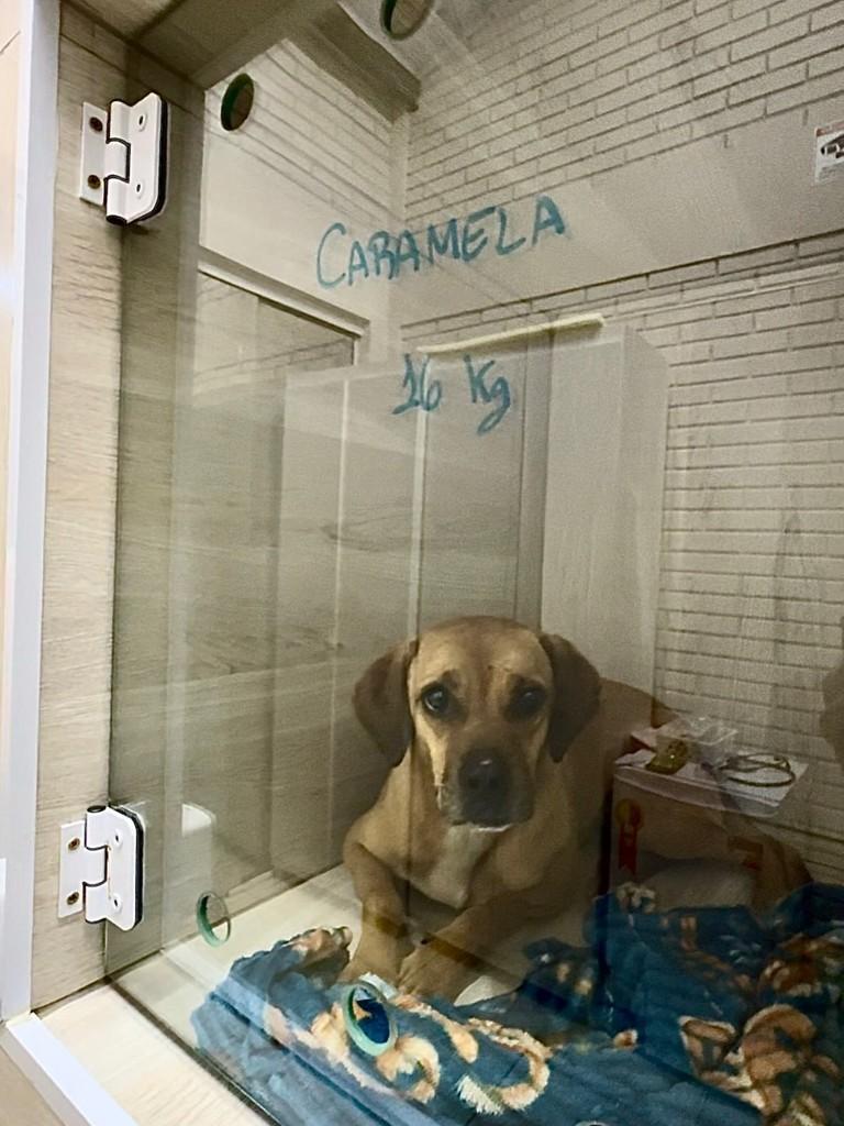 Caramela, cadela de porte médio para adoção em Balneário Piçarras - SC — foto 2 de 2