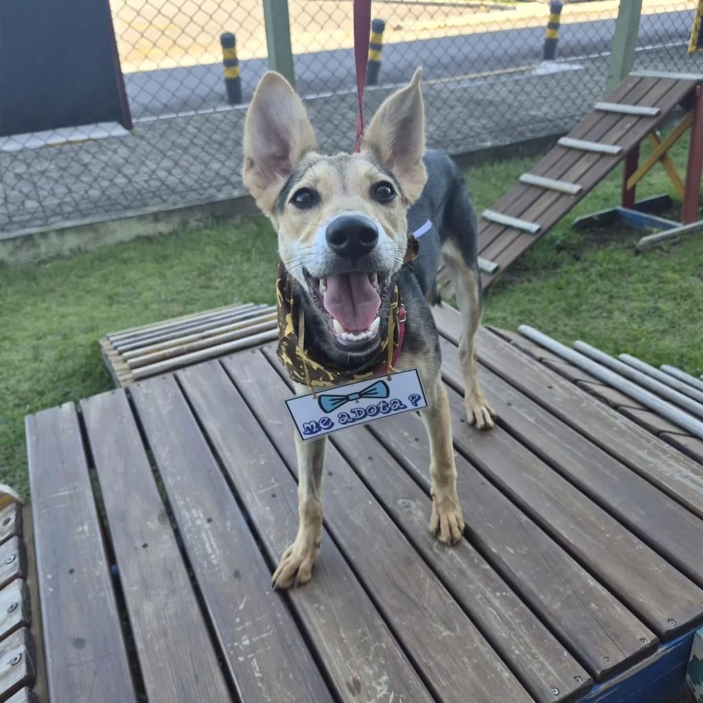 Chico, cachorro de porte médio para adoção em Pindamonhangaba - SP