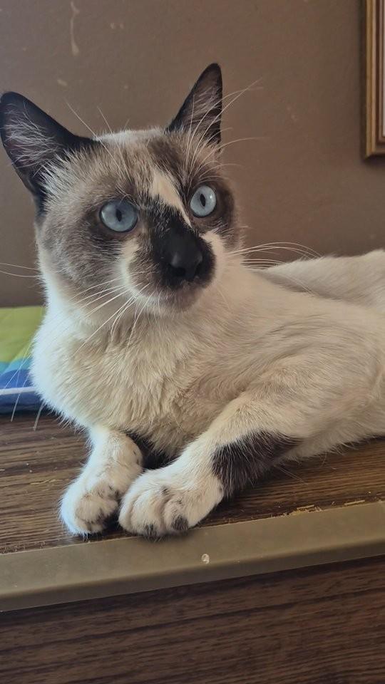 Dentinho, gato de porte pequeno para adoção em Pindamonhangaba - SP