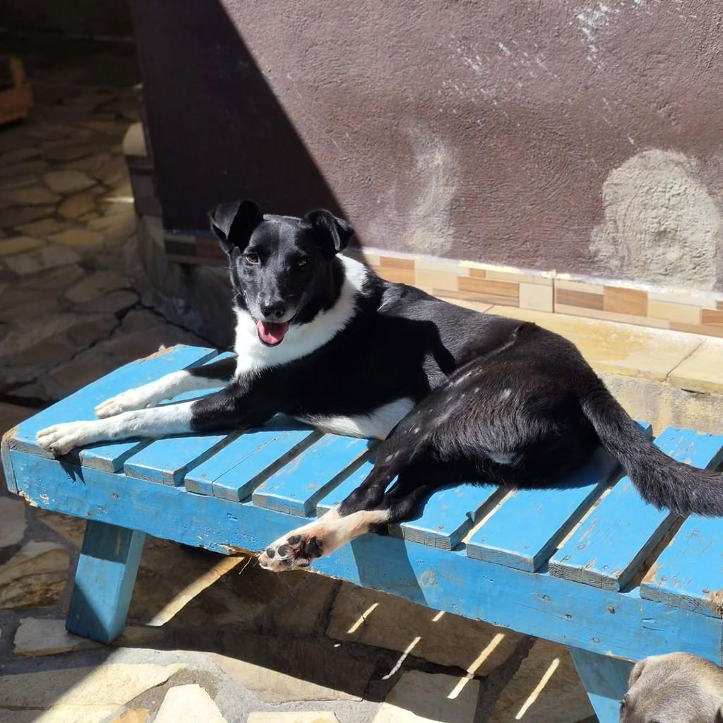Pickles, cachorro de porte médio para adoção em Pindamonhangaba - SP