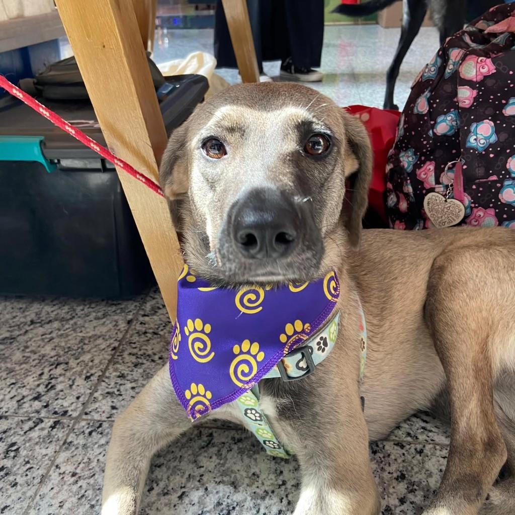 Zoe, cadela de porte médio para adoção em Pindamonhangaba - SP