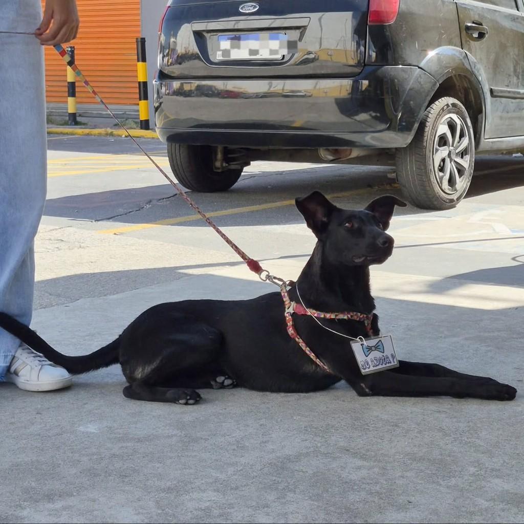 Princesa Margarida, cachorro de porte médio para adoção em Pindamonhangaba - SP