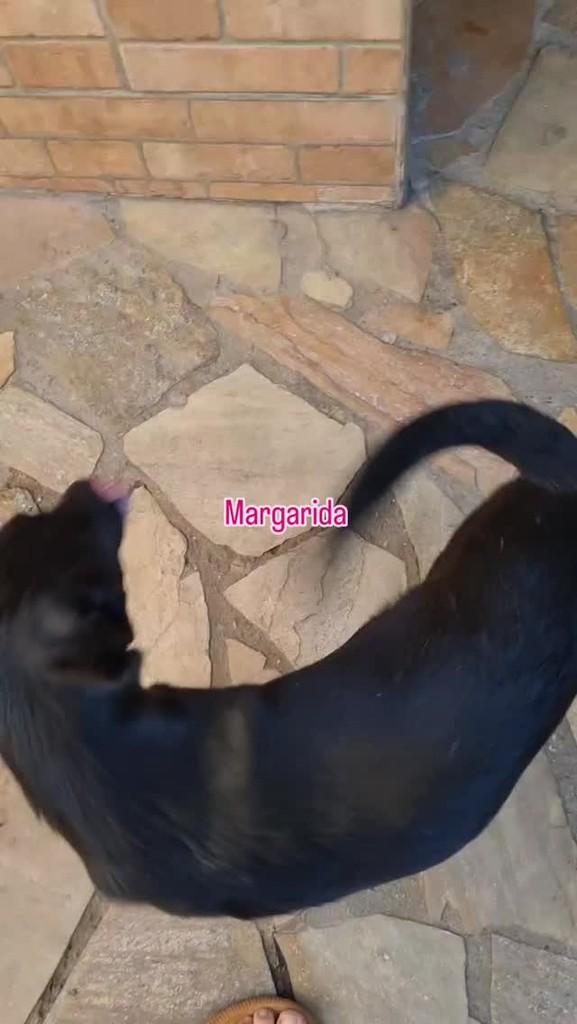 Margarida, cadela de porte médio para adoção em Pindamonhangaba - SP