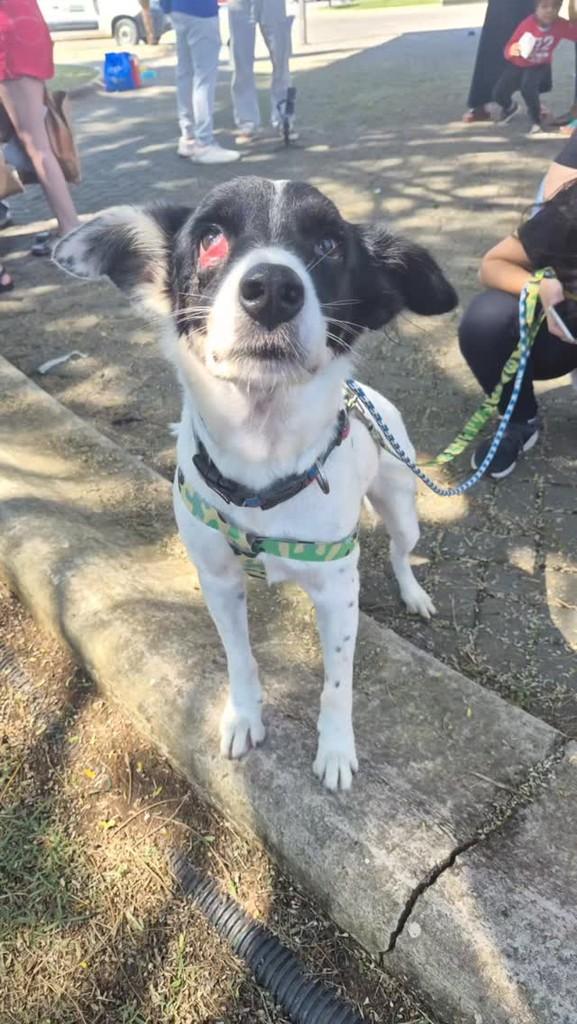 Júlio, cachorro de porte pequeno para adoção em Pindamonhangaba - SP