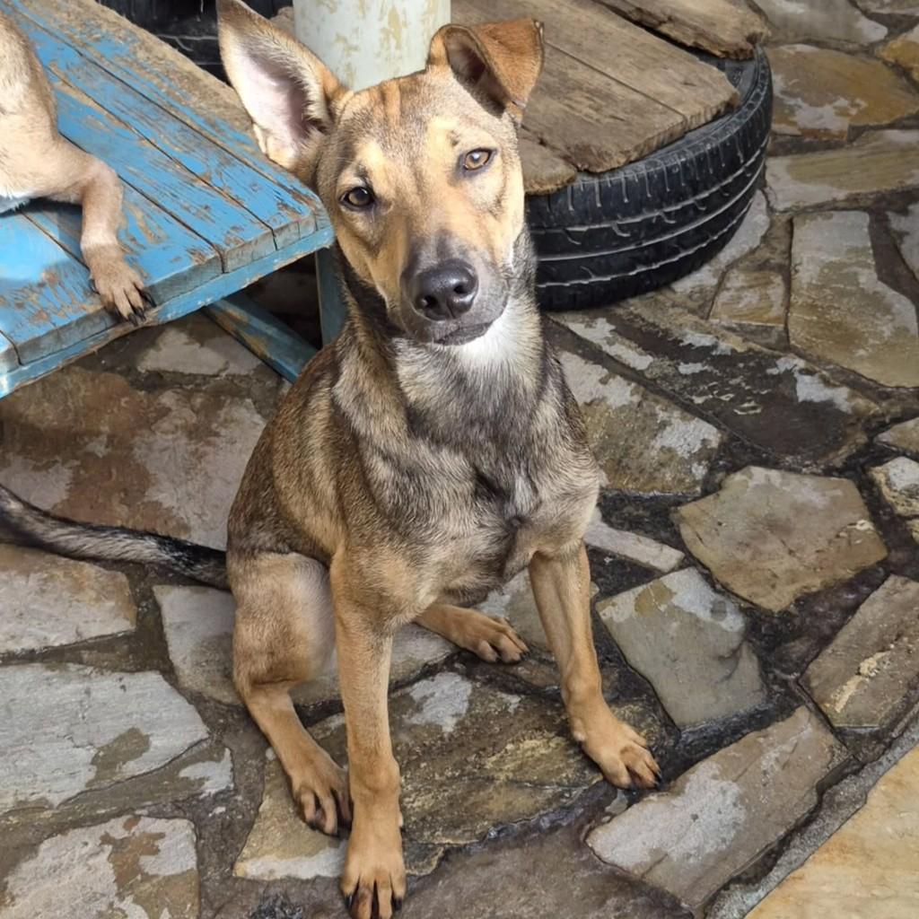 Bento, cachorro de porte médio para adoção em Pindamonhangaba - SP