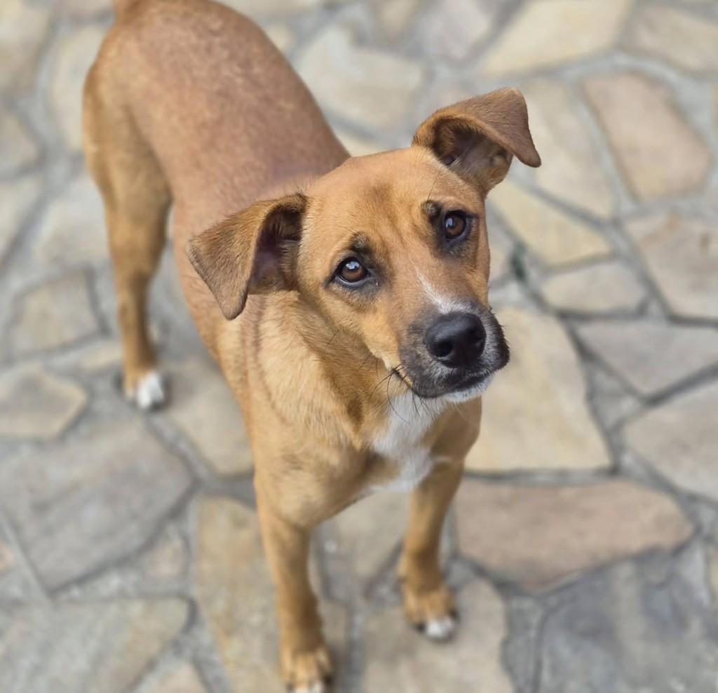 Pequeno, cachorro de porte pequeno para adoção em Pindamonhangaba - SP