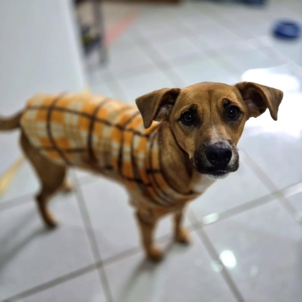 Derick, cachorro de porte pequeno para adoção em Pindamonhangaba - SP