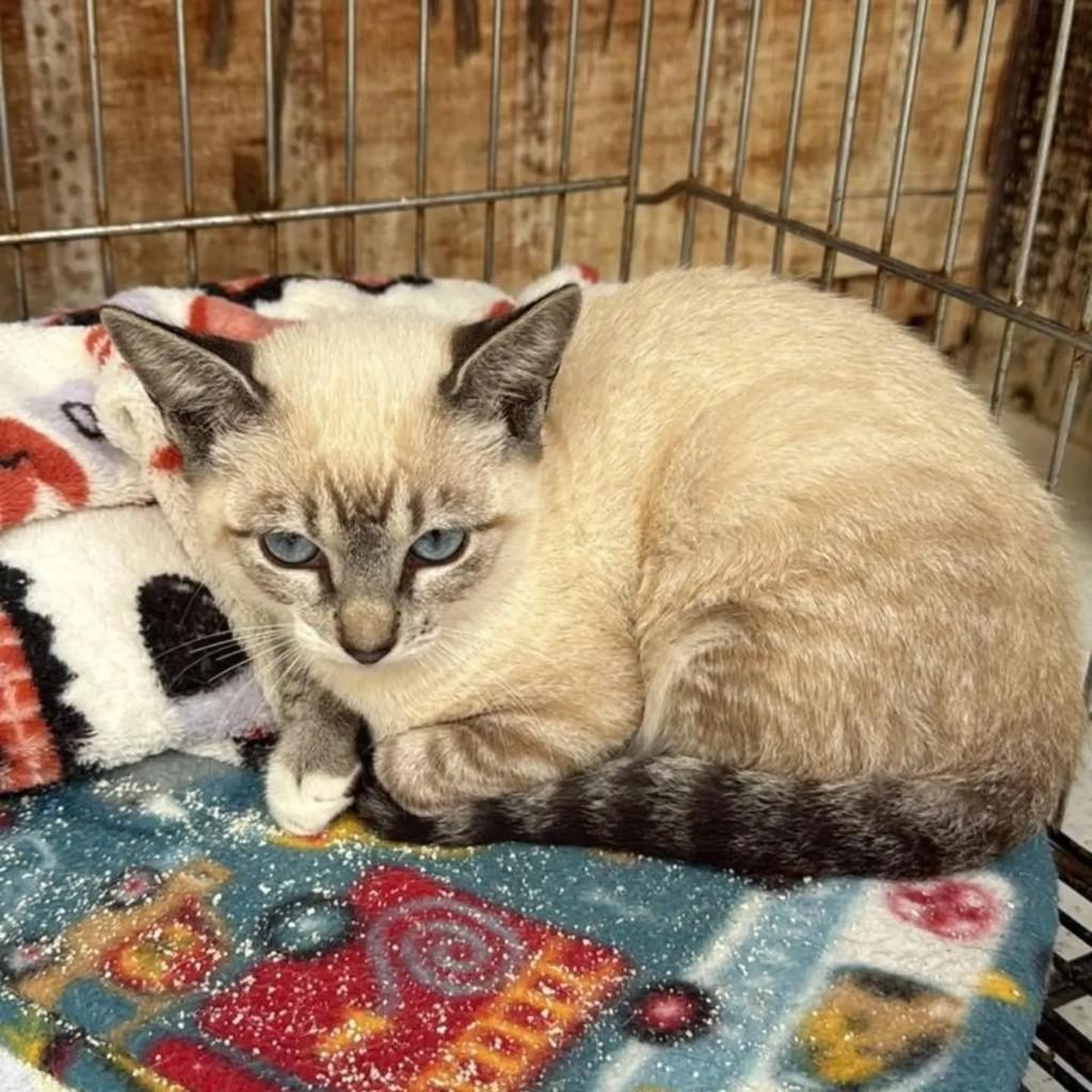 Sou, gata de porte pequeno para adoção em Pindamonhangaba - SP