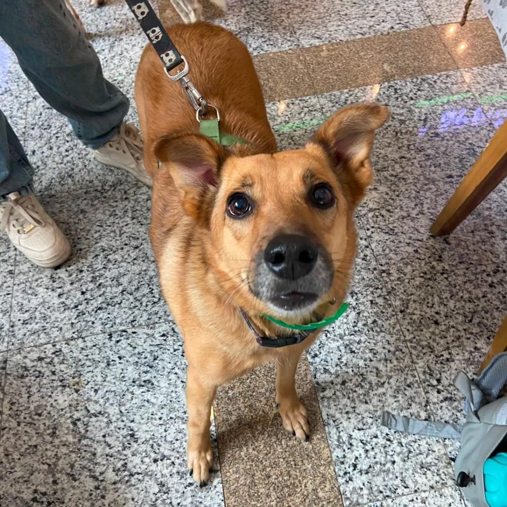 Carmelita, cadela de porte médio para adoção em Pindamonhangaba - SP
