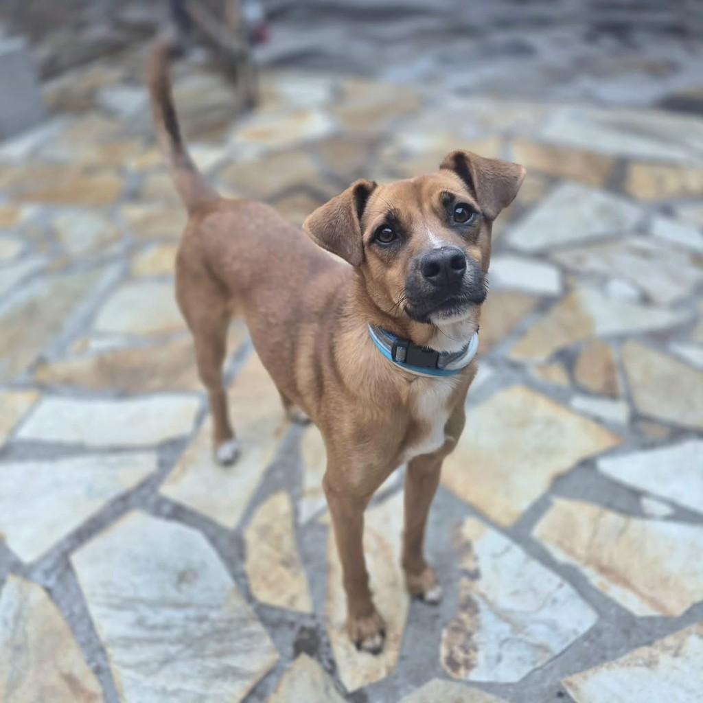 Dereck, cachorro de porte médio para adoção em Pindamonhangaba - SP