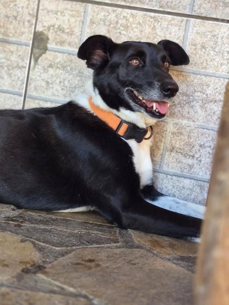 Picolino, cachorro de porte médio para adoção em Pindamonhangaba - SP