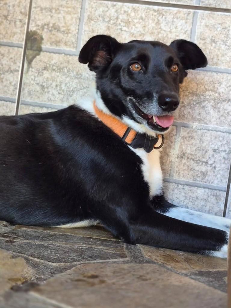 Picolino, cachorro de porte médio para adoção em Pindamonhangaba - SP — foto 2 de 2