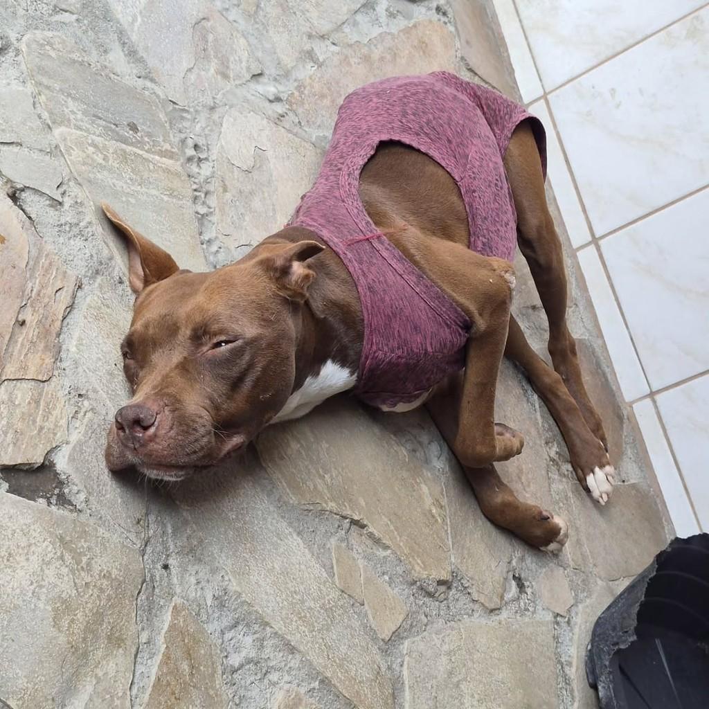 Kiara, cachorro de porte médio para adoção em Pindamonhangaba - SP