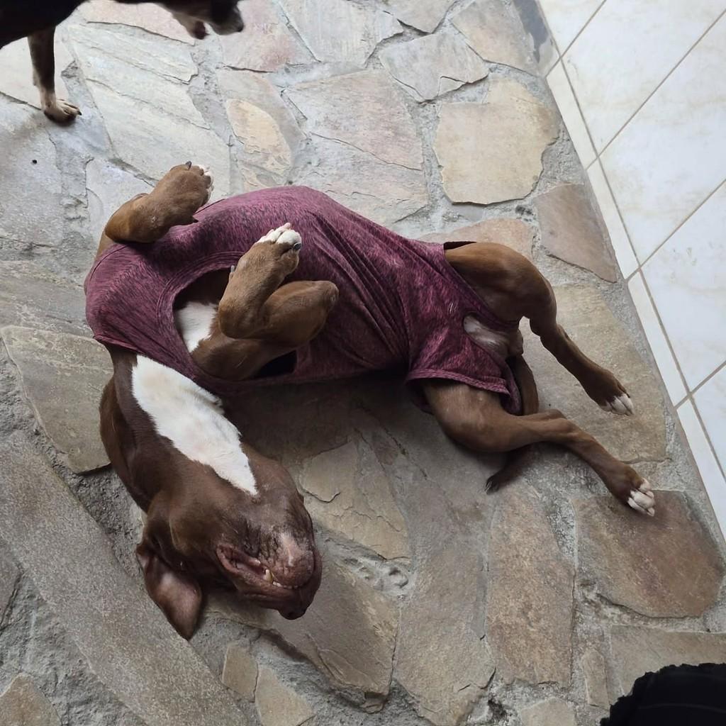 Kiara, cachorro de porte médio para adoção em Pindamonhangaba - SP — foto 2 de 4