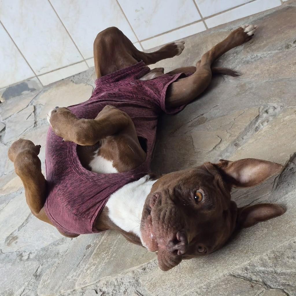 Kiara, cachorro de porte médio para adoção em Pindamonhangaba - SP — foto 3 de 4