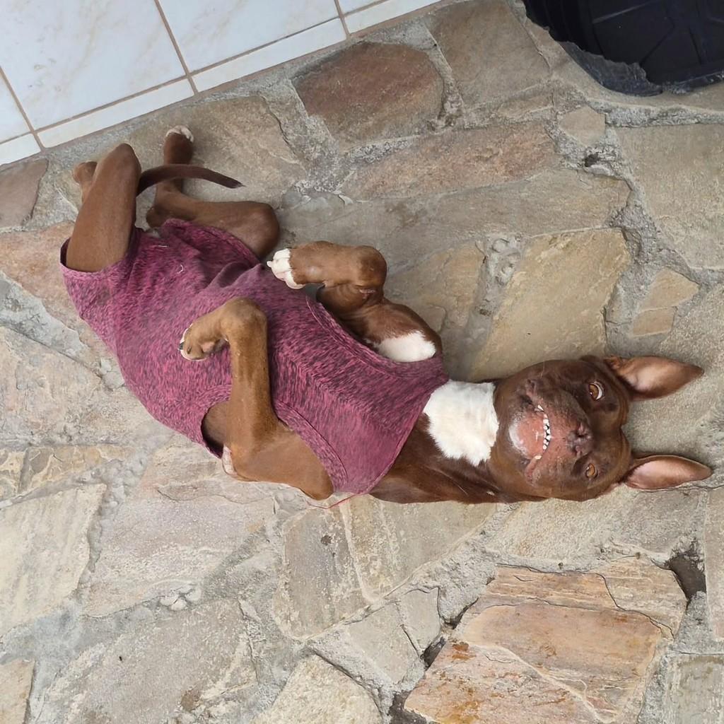 Kiara, cachorro de porte médio para adoção em Pindamonhangaba - SP — foto 4 de 4