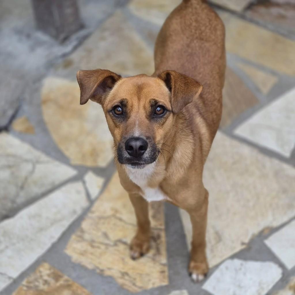 Derick Caramelo, cachorro de porte pequeno para adoção em Pindamonhangaba - SP