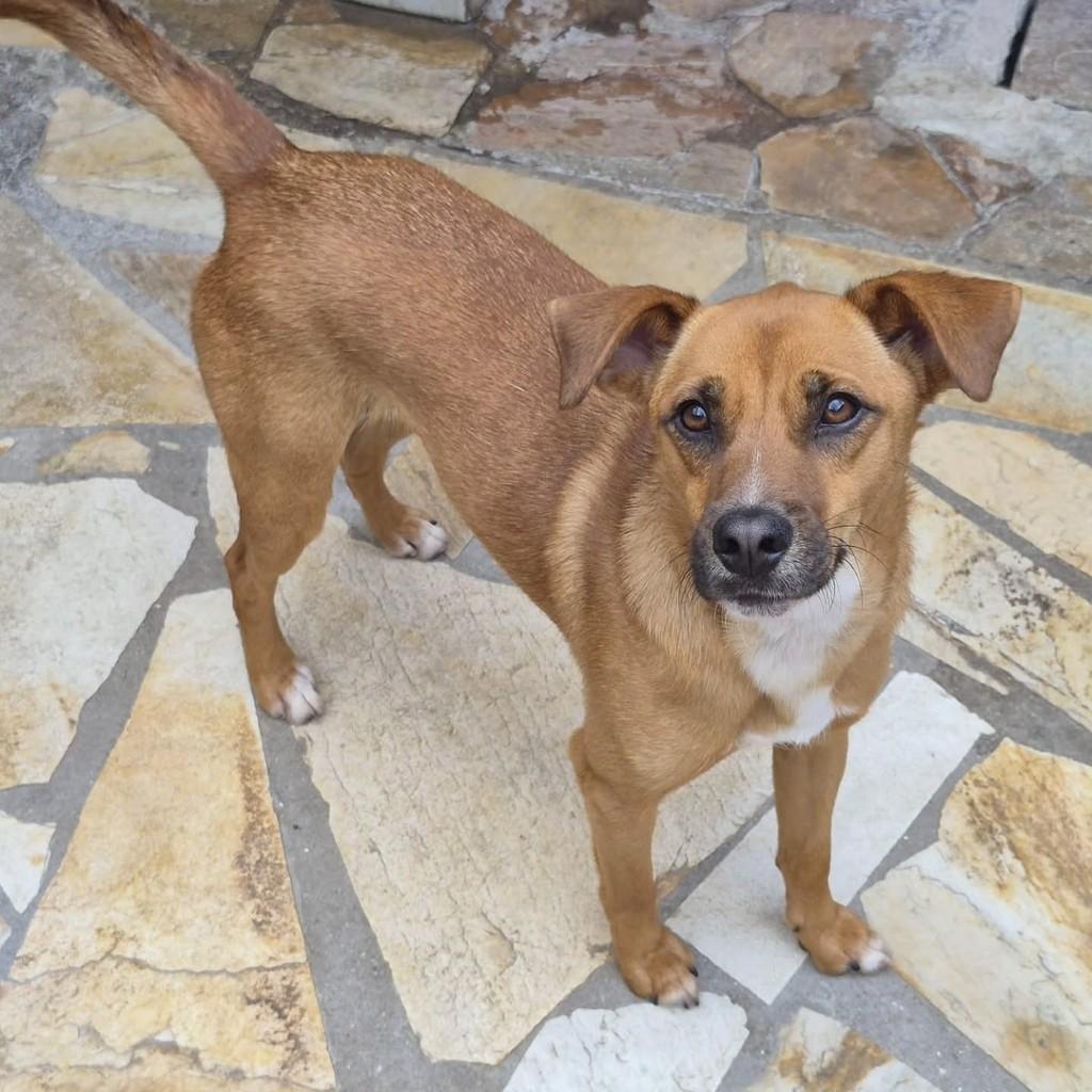 Derick Caramelo, cachorro de porte pequeno para adoção em Pindamonhangaba - SP — foto 2 de 2