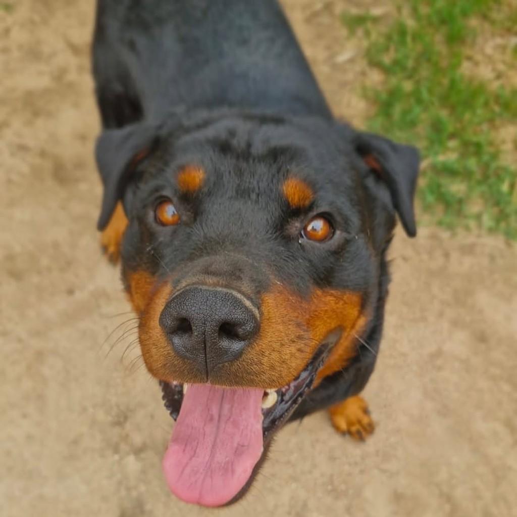 Golias, cachorro de porte médio para adoção em Porto Alegre - RS