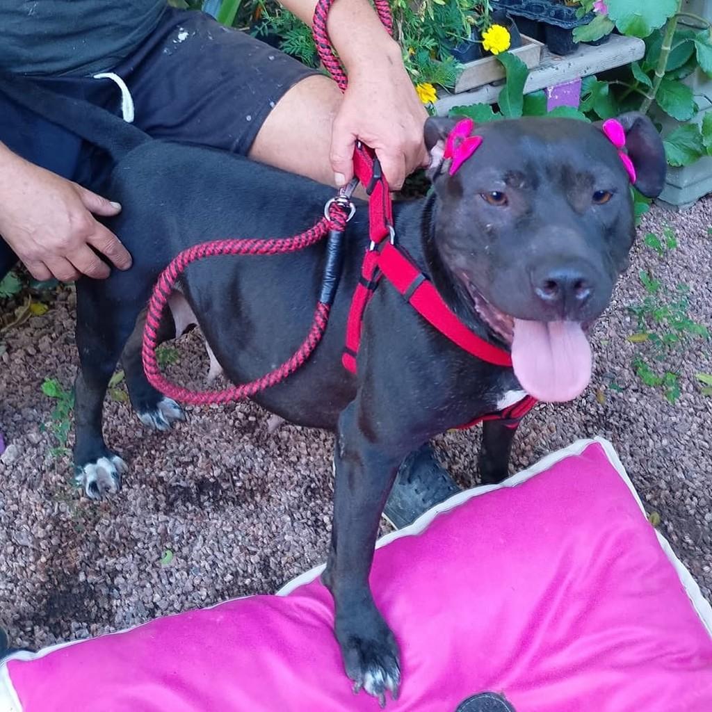 Raya, cadela de porte médio para adoção em Porto Alegre - RS