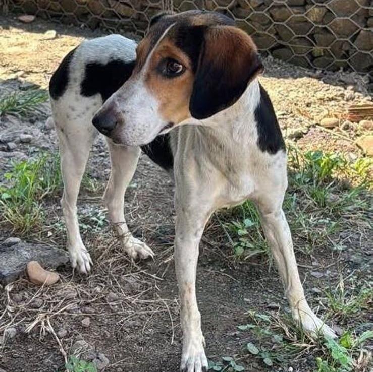 Bela, cadela de porte médio para adoção em Porto Alegre - RS