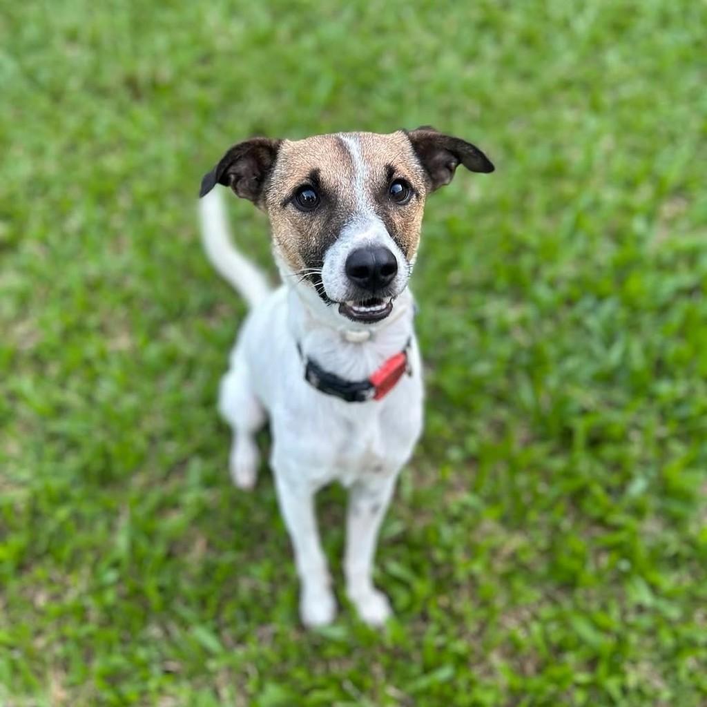 Milo, cachorro de porte médio para adoção em Porto Alegre - RS