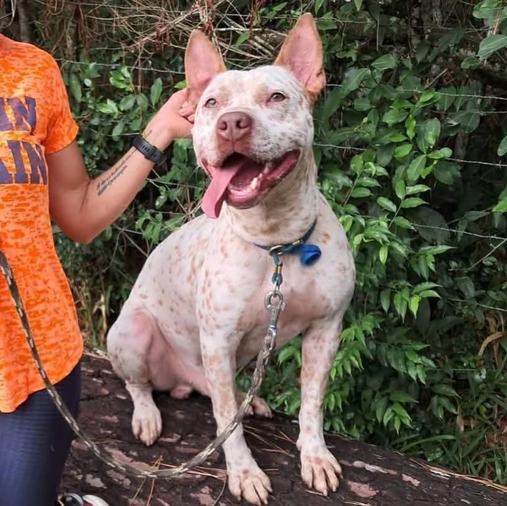 Pittlata, cachorro de porte grande para adoção em Porto Alegre - RS