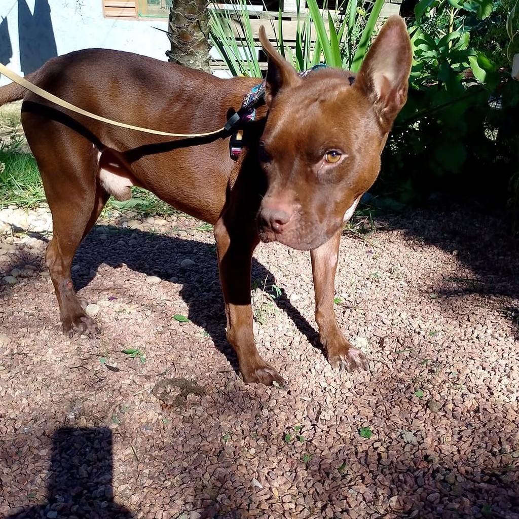 Zeca, cachorro de porte médio para adoção em Porto Alegre - RS