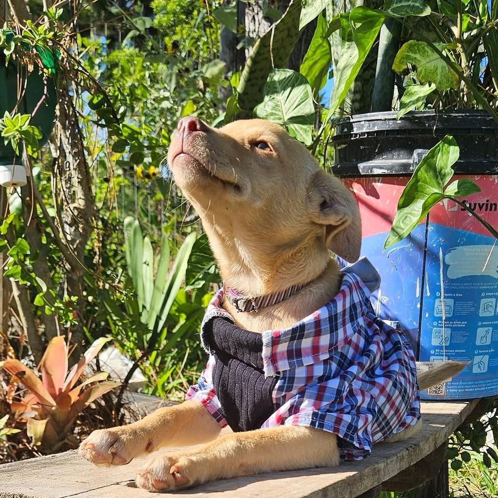 Pitoco, cachorro de porte pequeno para adoção em Porto Alegre - RS