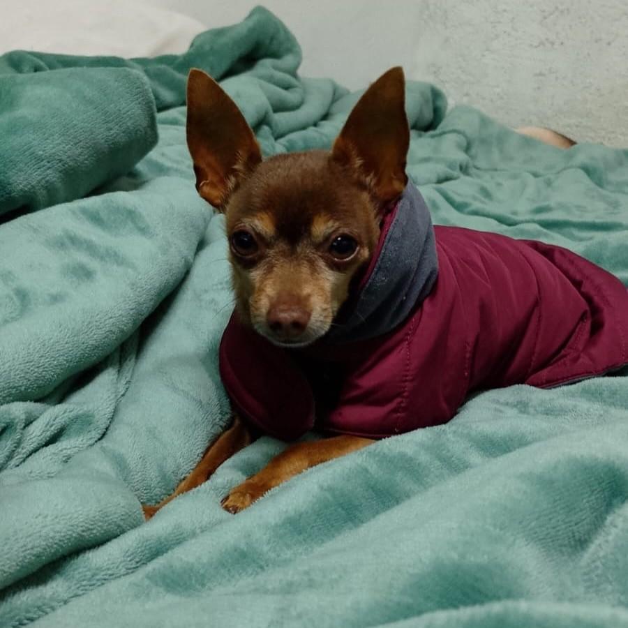 Nina, cadela de porte pequeno para adoção em Porto Alegre - RS