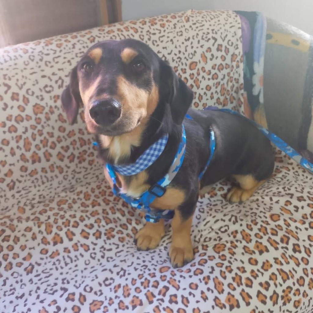 Elvis, cachorro de porte pequeno para adoção em Porto Alegre - RS