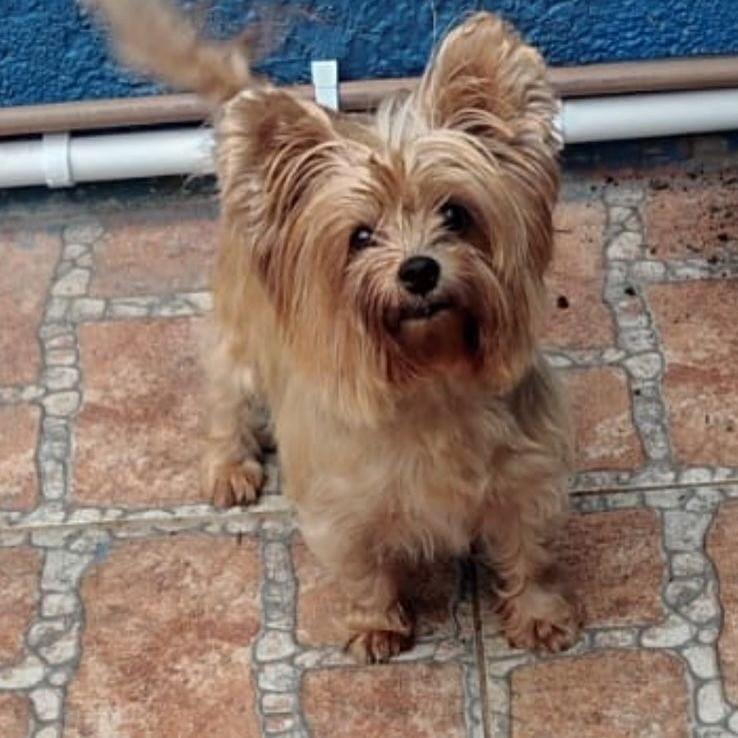 Meg, cadela de porte pequeno para adoção em Porto Alegre - RS